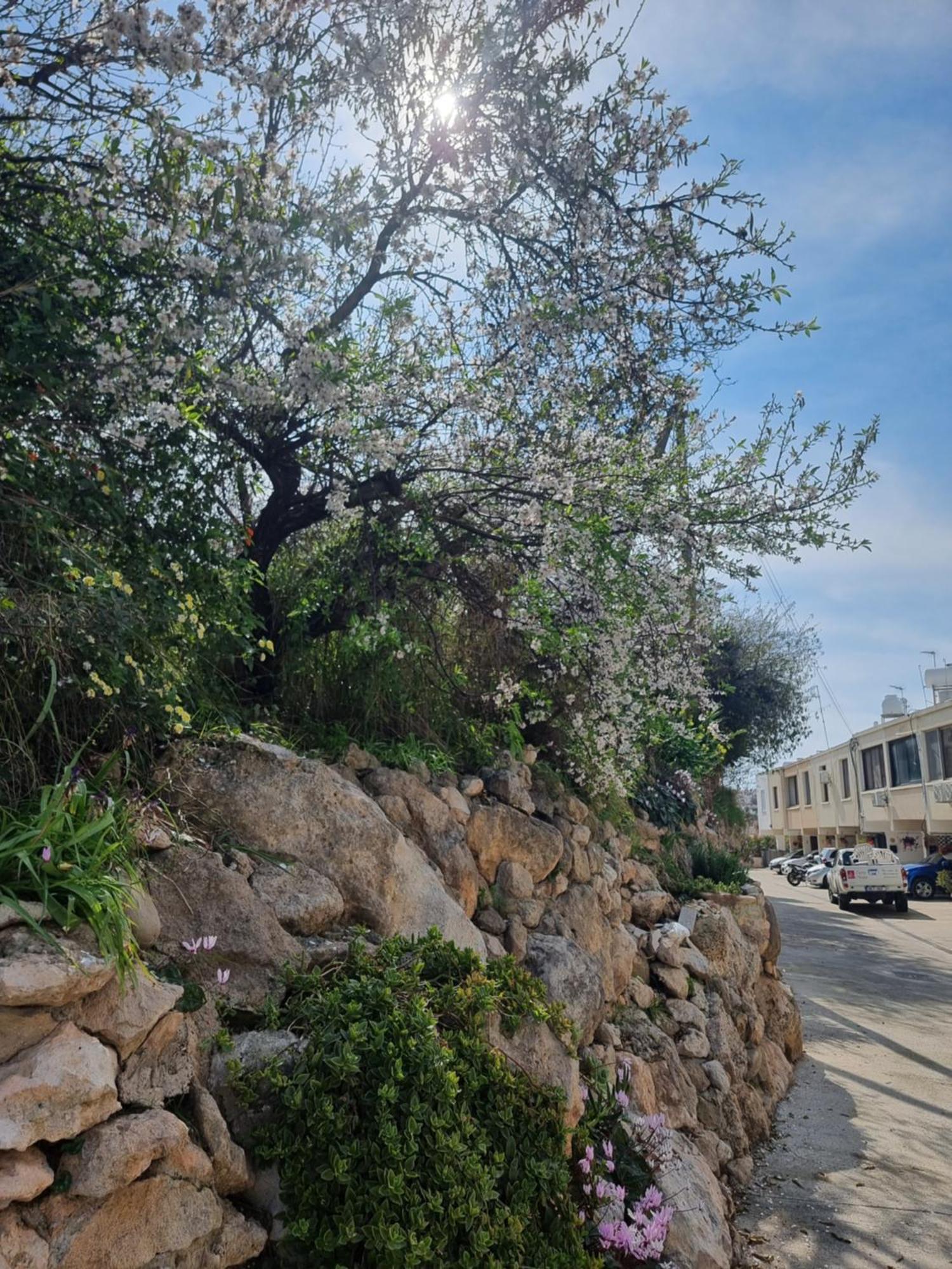 Mediterranean Valley Пафос Экстерьер фото